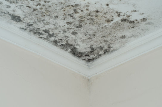 Stopping Mold And Harmful Algae Growth
